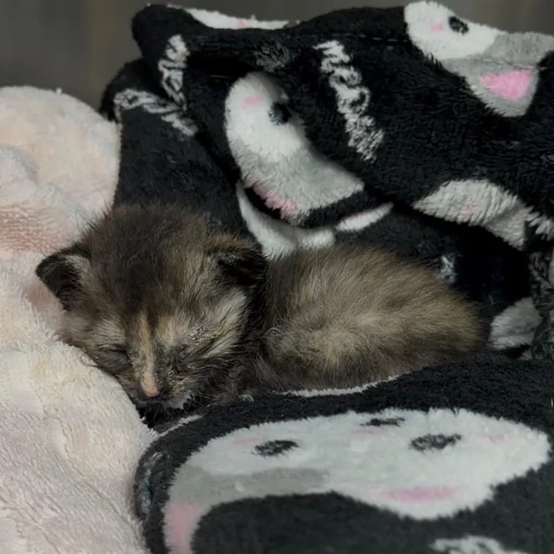 A baby small-sized female Domestic Short Hair cat named Fig for adoption in Windsor, VA