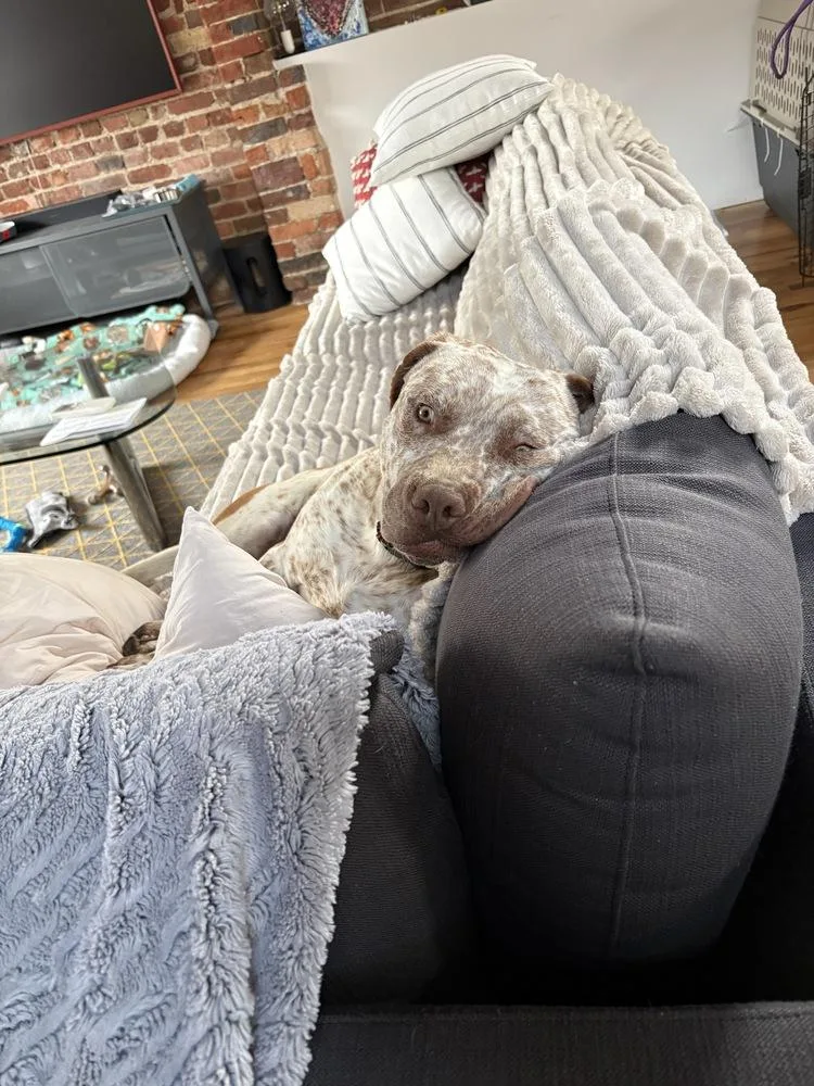 An adult large-sized male Pit Bull Terrier dog named Billy Ray for adoption in Broomfield, CO