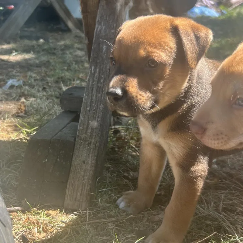 A baby small-sized male Mixed Breed dog named Toast for adoption in Bismarck, ND