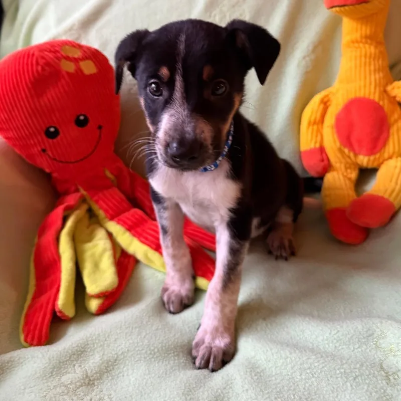 A baby medium-sized male White / Cream Australian Shepherd dog named Cowpoke for adoption in Normal, IL