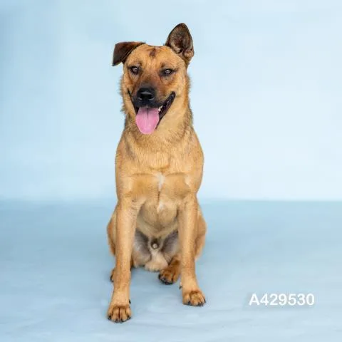 A young medium-sized male Black Mouth Cur dog named Beckham for adoption in Conroe, TX