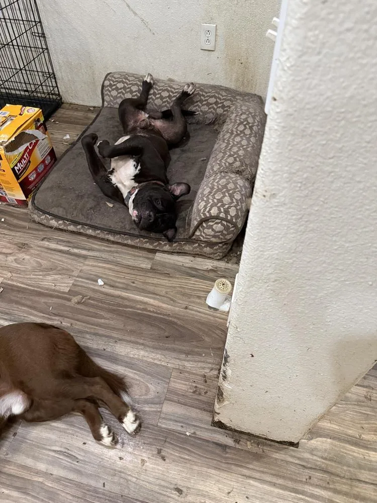 An adult large-sized male Tricolor (Brown, Black, & White) Pit Bull Terrier dog named Boss Hogg for adoption in Redlands, CA