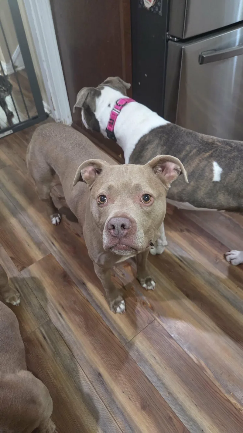 A senior medium-sized female Pit Bull Terrier dog named Twix for adoption in Indianapolis, IN