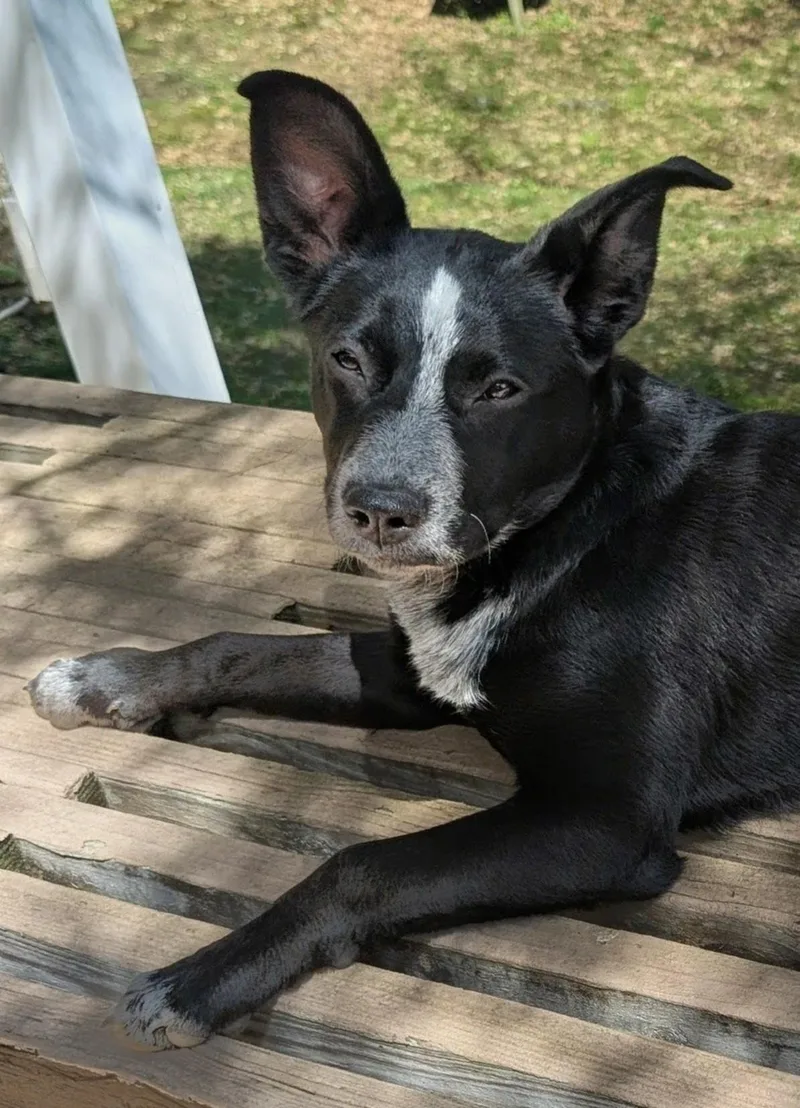 A baby medium-sized female Black Australian Kelpie dog named Darcie for adoption in Piney Flats, TN