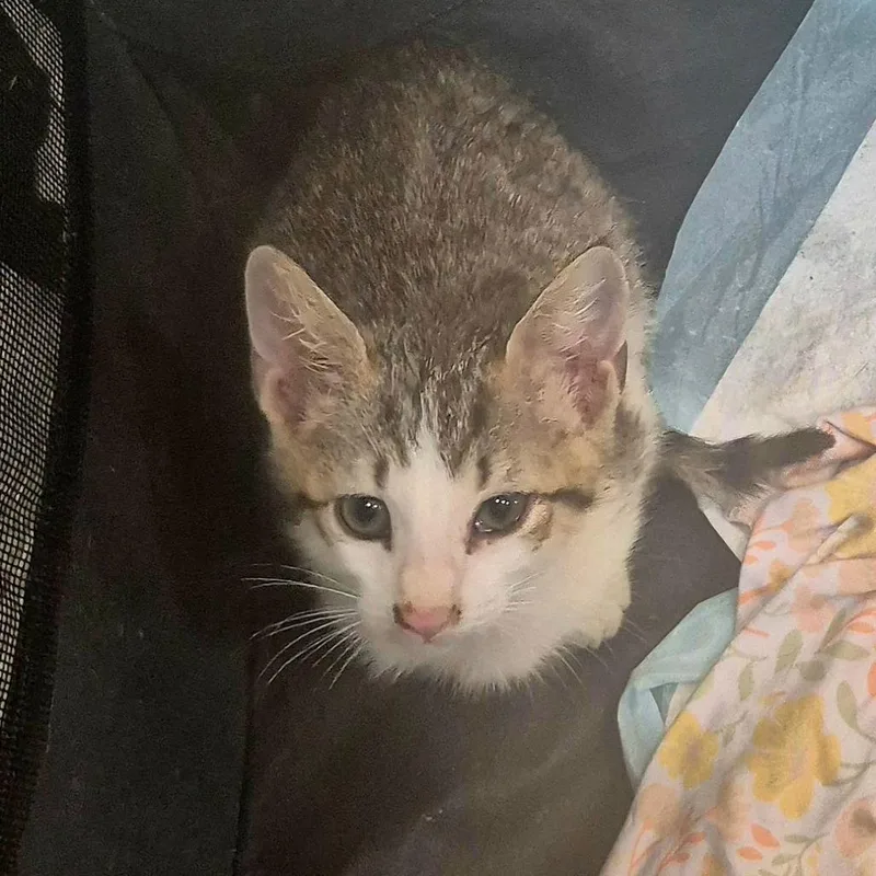 A baby small-sized male White Domestic Short Hair cat named Lenox for adoption in Hamburg, NY