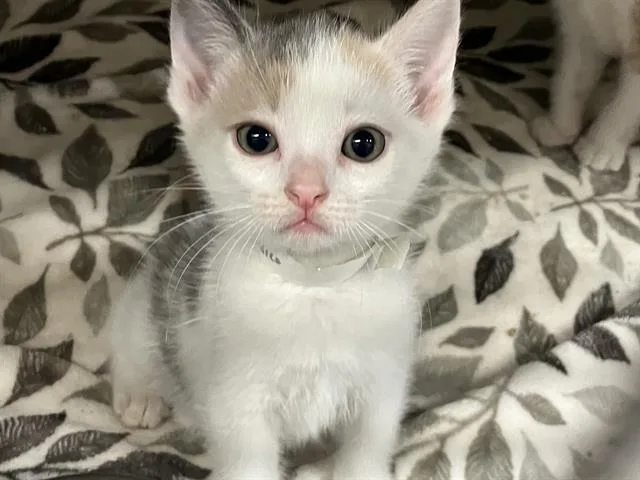 A baby small-sized female Domestic Short Hair cat named Whiskerlicious for adoption in Tustin, CA