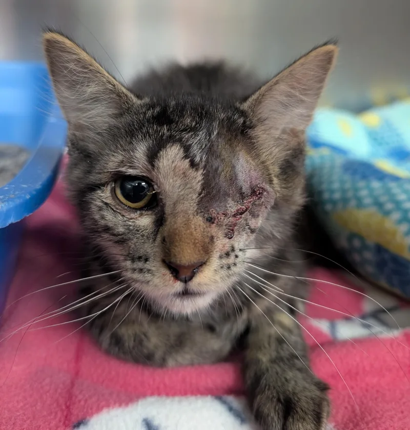 A young small-sized female Tabby (Brown / Chocolate) Domestic Medium Hair cat named Molly for adoption in New Ulm, MN