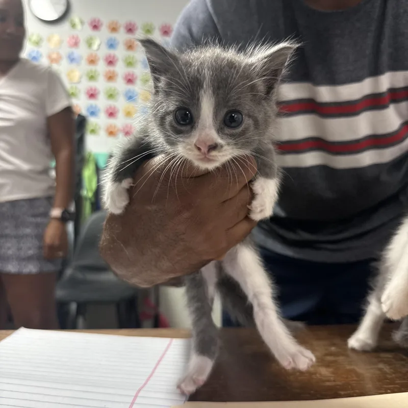 A baby medium-sized male Domestic Short Hair cat named Lucky for adoption in Columbia, SC