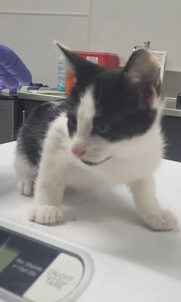 A baby small-sized female Domestic Short Hair cat named Kd for adoption in Lawrenceville, GA