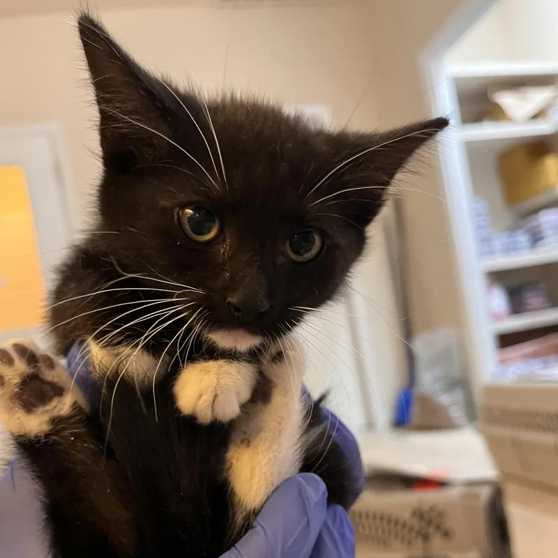 A baby small-sized female Black Domestic Short Hair cat named Glory for adoption in Kanab, UT
