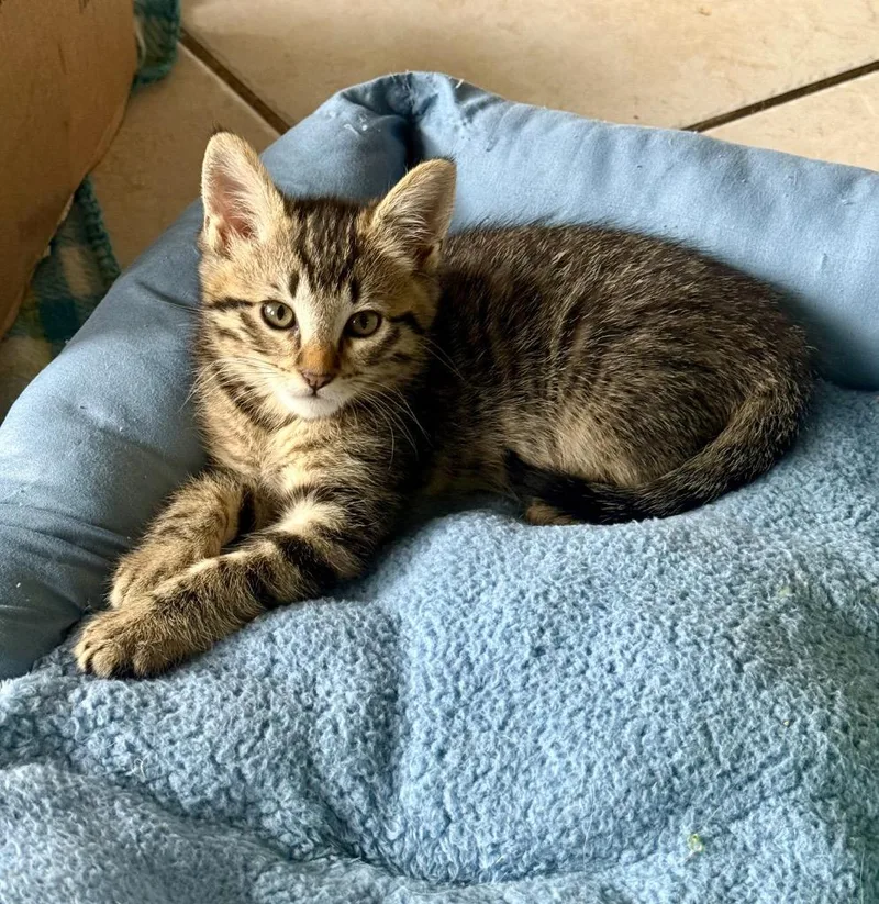 A baby small-sized male Domestic Short Hair cat named Yoshi for adoption in Thousand Oaks, CA