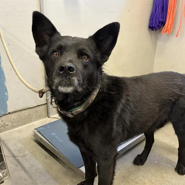 An adult medium-sized male Australian Shepherd dog named Raptor for adoption in Camarillo, CA