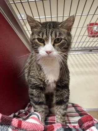 An adult small-sized male Domestic Short Hair cat named Terry for adoption in Clarks Summit, PA