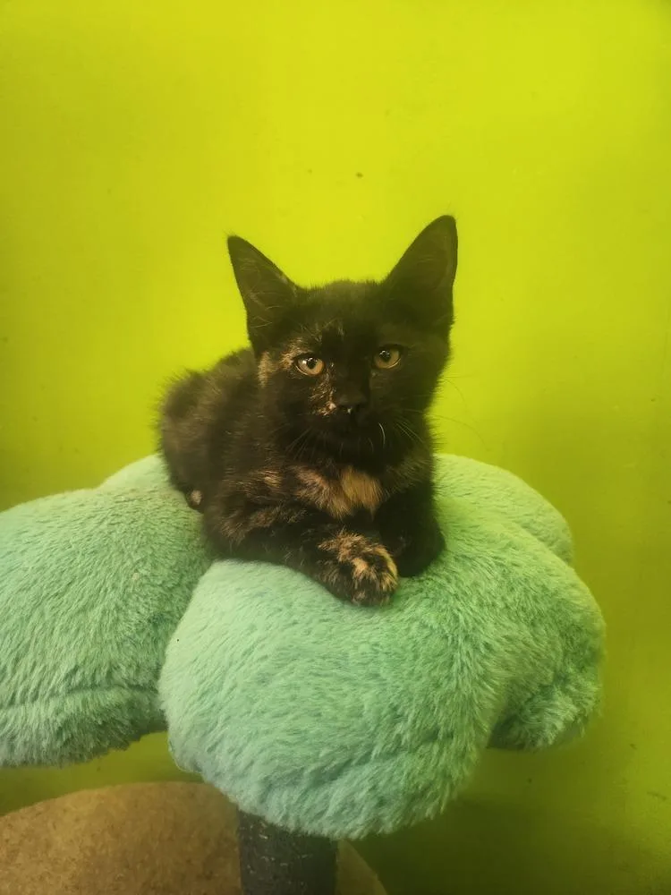 A baby medium-sized female Domestic Short Hair cat named Prythia for adoption in Evansville, IN