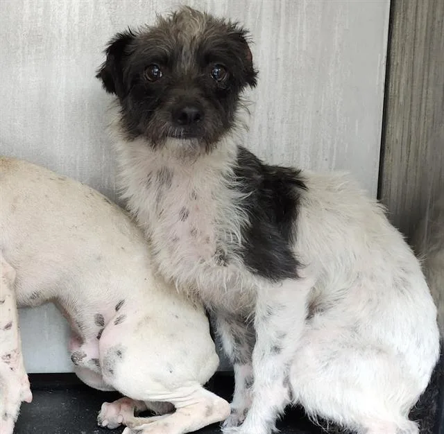 A young small-sized male Terrier dog named Perry for adoption in San Antonio, TX