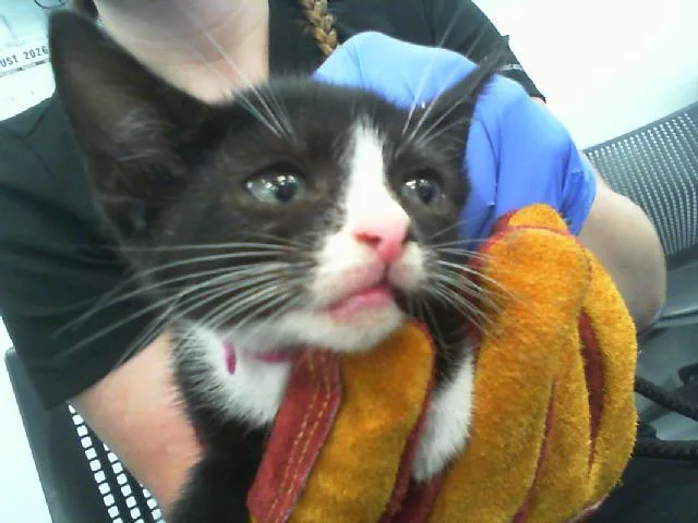 A baby small-sized female Domestic Short Hair cat named Maple for adoption in Charlotte, NC