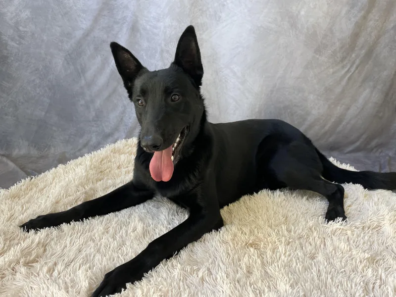 A young large-sized male German Shepherd Dog dog named Randy for adoption in Salinas, CA