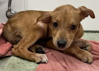 A young large-sized female Shepherd dog named Kookaburra for adoption in Phoenix, AZ