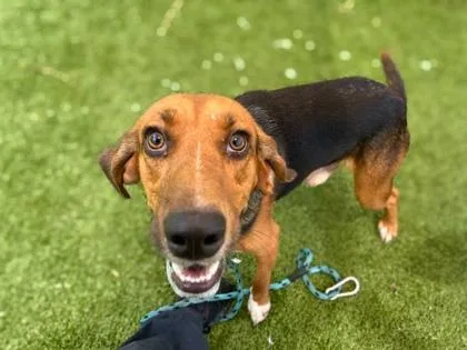 An adult medium-sized male Hound dog named Jimmie Rodgers for adoption in Gainesville, FL