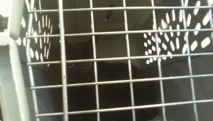 A young small-sized female Domestic Short Hair cat named Nutmeg for adoption in Charlotte, NC