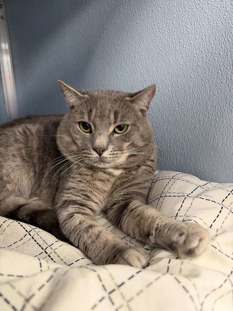 An adult medium-sized male Domestic Short Hair cat named Winger for adoption in Milltown, NJ