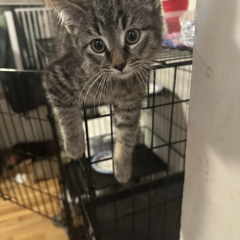 A baby medium-sized male Tabby (Brown / Chocolate) Domestic Short Hair cat named Mike for adoption in Chicago, IL