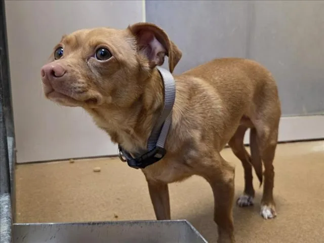 An adult small-sized male Chihuahua dog named Pecan for adoption in Martinez, CA