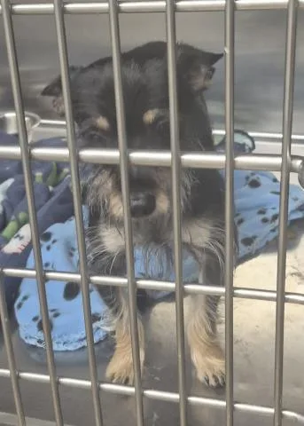 A young small-sized male Chihuahua dog named Master Shifu for adoption in Decatur, IL