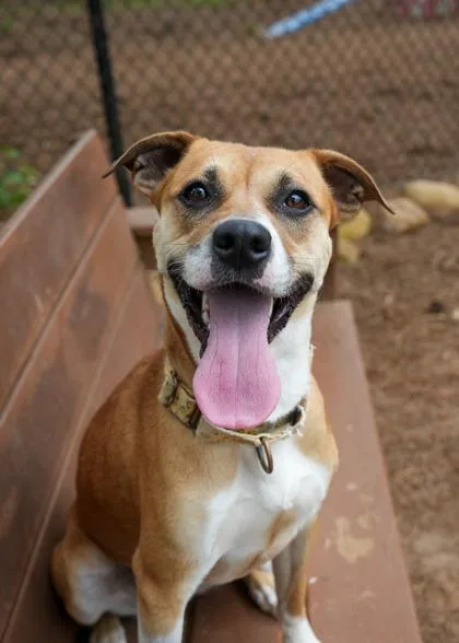 An adult large-sized female Mixed Breed dog named Strawberry Shortcake for adoption in Aiken, SC