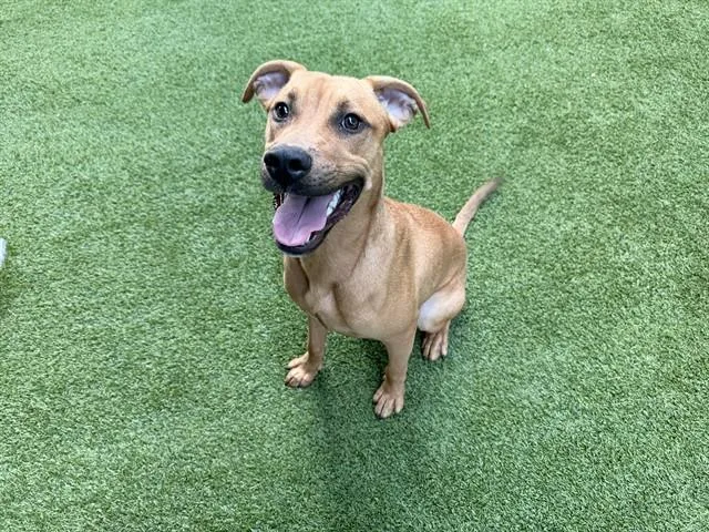 A young medium-sized male Pit Bull Terrier dog named Fido for adoption in Garland, TX