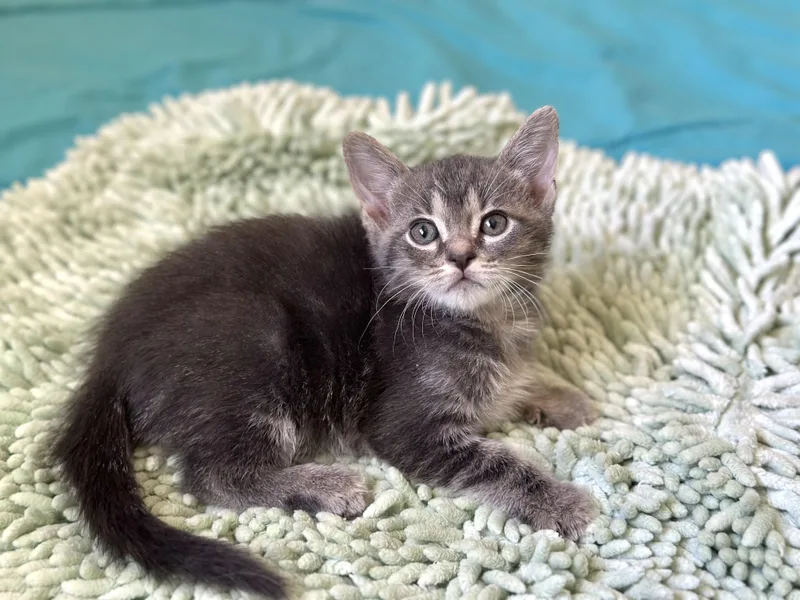 A baby medium-sized male Gray & White Domestic Short Hair cat named Dickens Weeks Old for adoption in Port Orange, FL