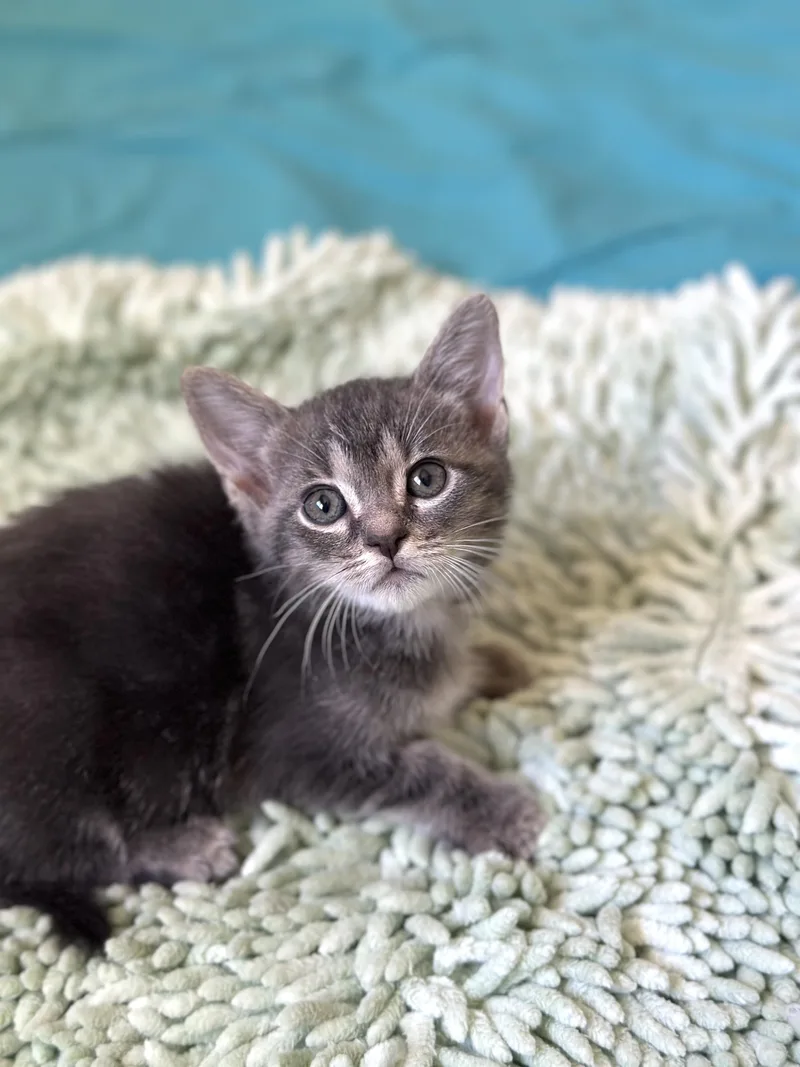 Dickens Weeks Old thumbnail 2
