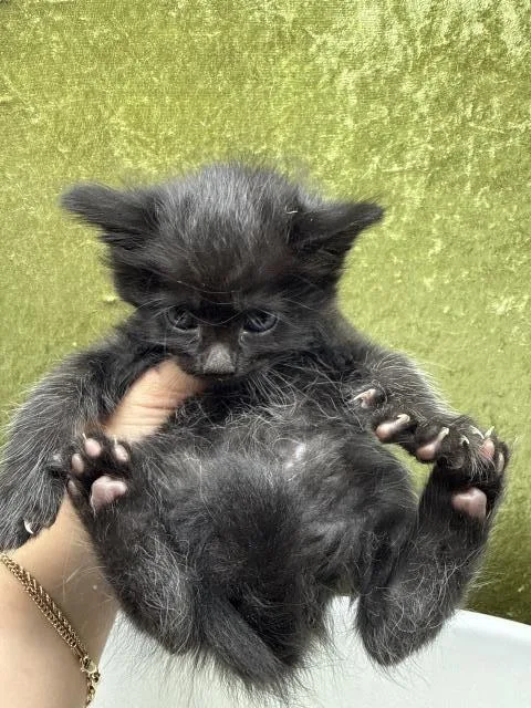 A baby small-sized female Domestic Short Hair cat named Eleven for adoption in Riverside, CA