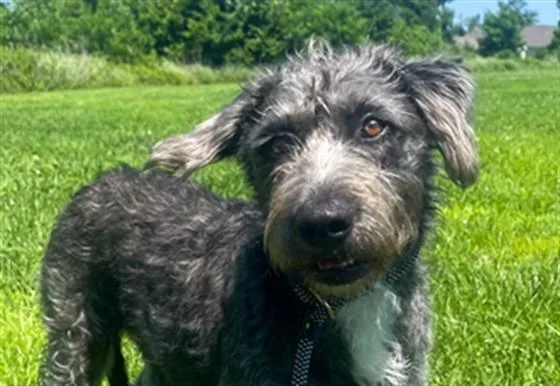 A young large-sized female Irish Wolfhound dog named Daisy for adoption in Rogers, AR