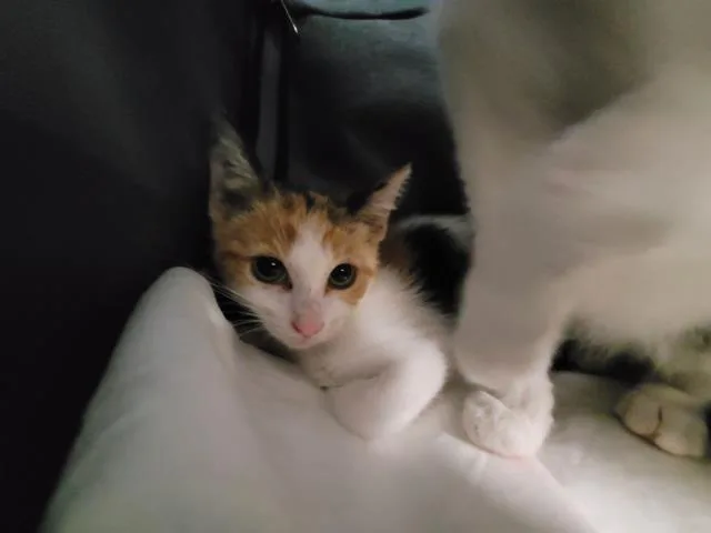 A baby small-sized female Domestic Short Hair cat named A for adoption in San Pedro, CA