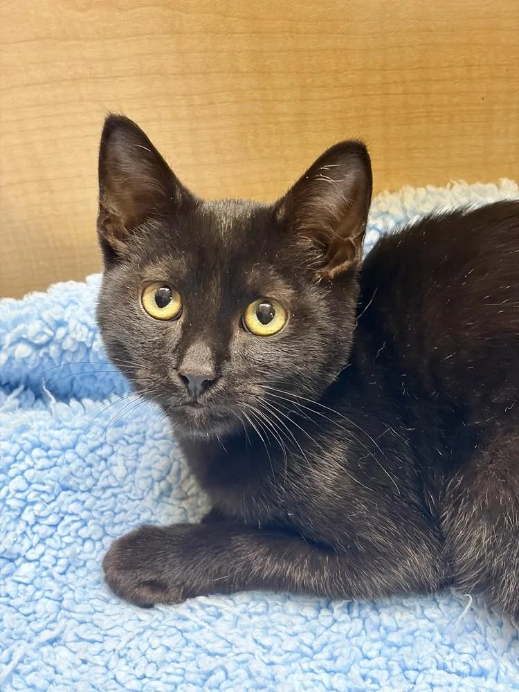 A baby small-sized male Black Domestic Short Hair cat named Henry for adoption in Fremont, CA