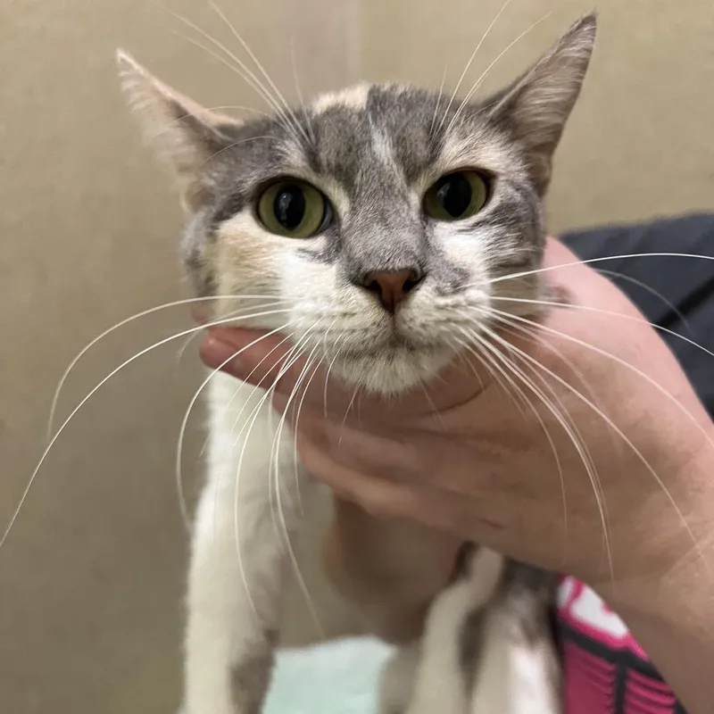 A young medium-sized female Calico Domestic Short Hair cat named Mewtew for adoption in Pekin, IL
