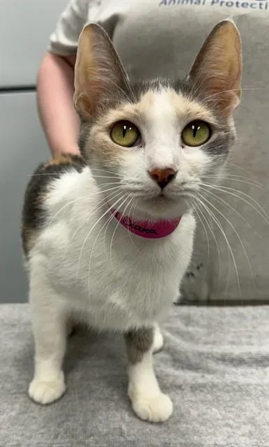 An adult small-sized female Domestic Short Hair cat named Dirty Diana for adoption in Peoria, IL