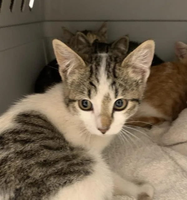 A baby medium-sized female Domestic Short Hair cat named Marceline for adoption in Santa Rosa, CA