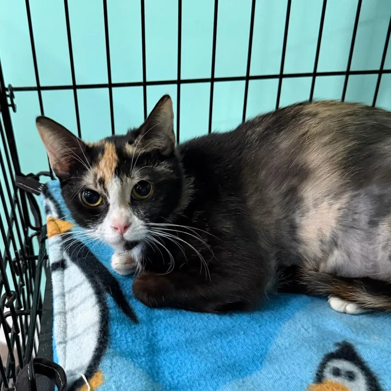 A young medium-sized female Calico Domestic Short Hair cat named Lucille for adoption in Marion, VA