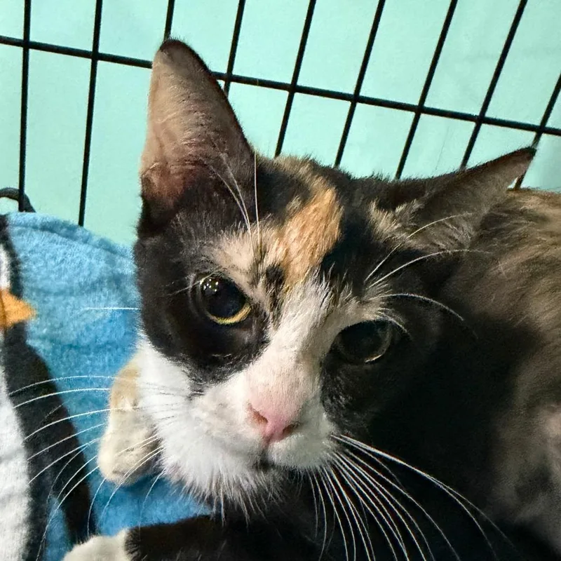 Lucille thumbnail 2