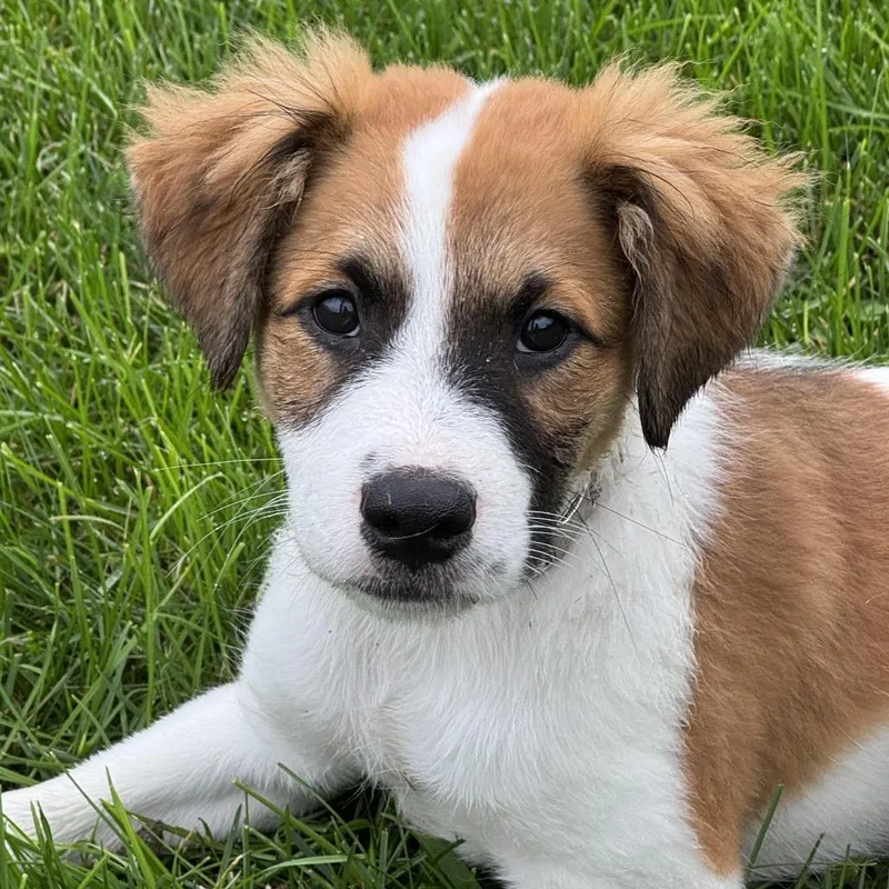 A baby medium-sized male Brown / Chocolate Mixed Breed dog named Lorenzo for adoption in South Elgin, IL