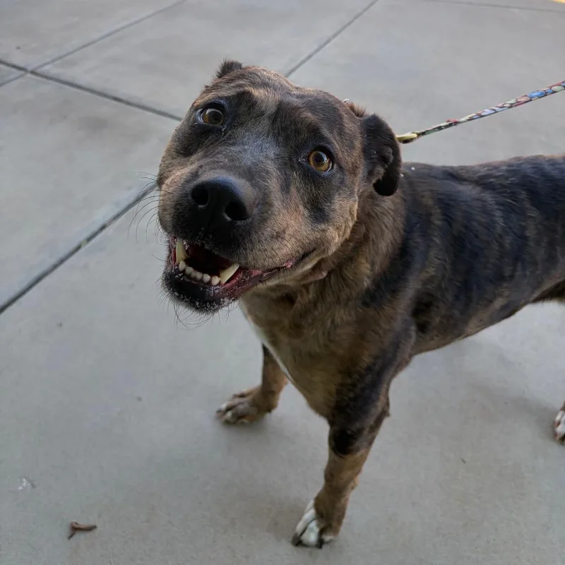 An adult medium-sized female Brown / Chocolate Catahoula Leopard Dog dog named Marnie for adoption in Albuquerque, NM