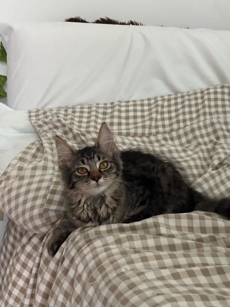 A baby medium-sized female Domestic Medium Hair cat named Jupiter for adoption in Greensburg, PA