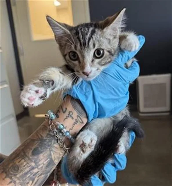A baby small-sized male Domestic Short Hair cat named Abraham for adoption in San Antonio, TX