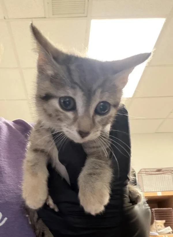A baby small-sized female Domestic Short Hair cat named Queen for adoption in Austin, TX