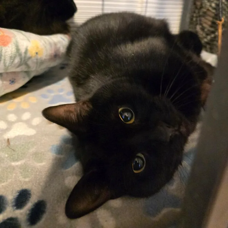 An adult medium-sized female Black Domestic Short Hair cat named Tonks for adoption in Hanna City, IL