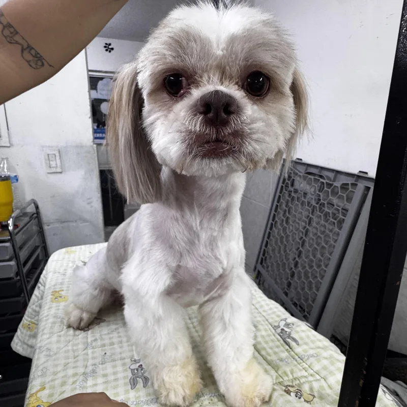 A young small-sized male White / Cream Shih Tzu dog named Gizmo for adoption in Manvel, TX