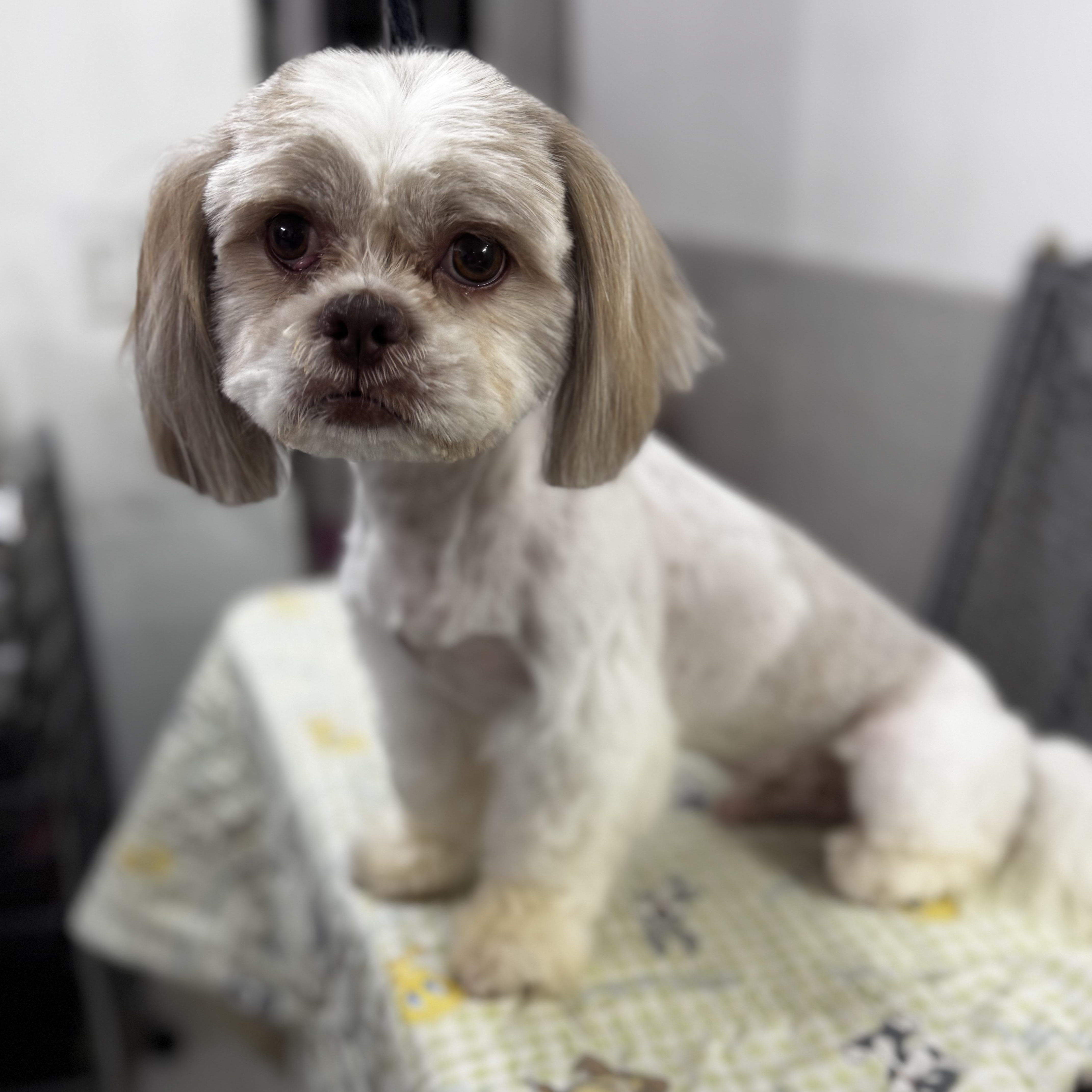 Gizmo thumbnail 3