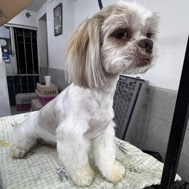 Gizmo thumbnail 5